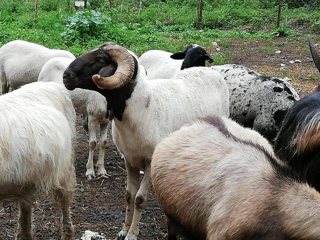 Turchessa sheep