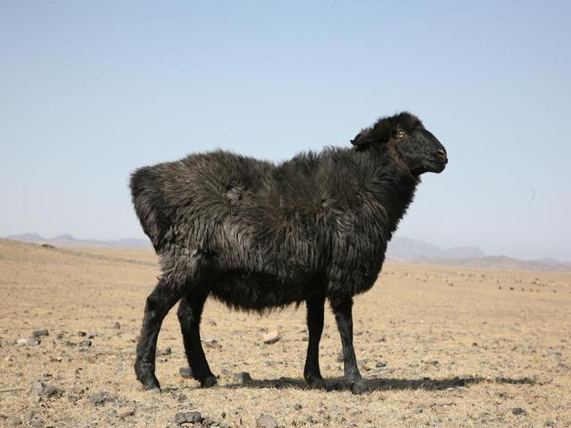 Turfan black sheep