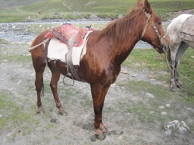 Tushetian horse