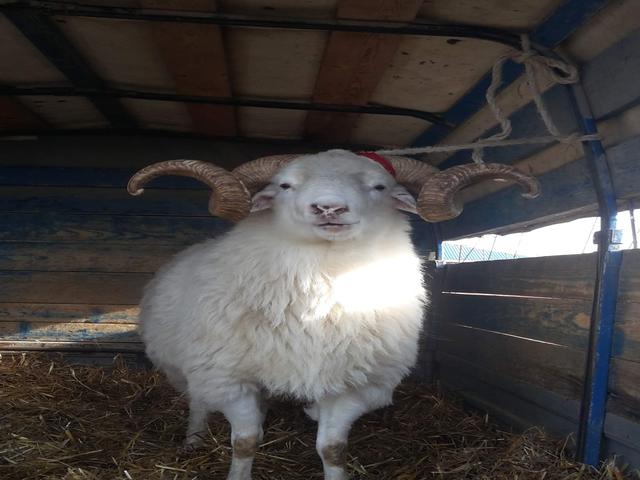 Tushin sheep
