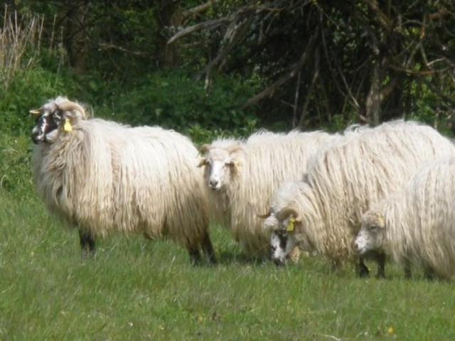 Ukrainian Carpathian Mountain sheep