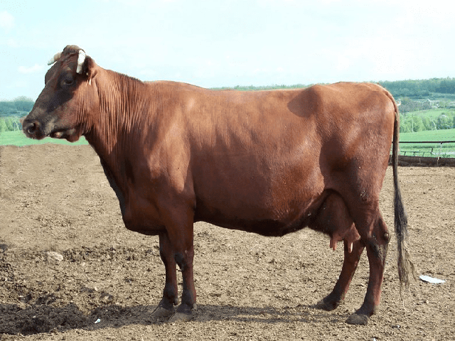 Ukrainian Red Dairy Cow