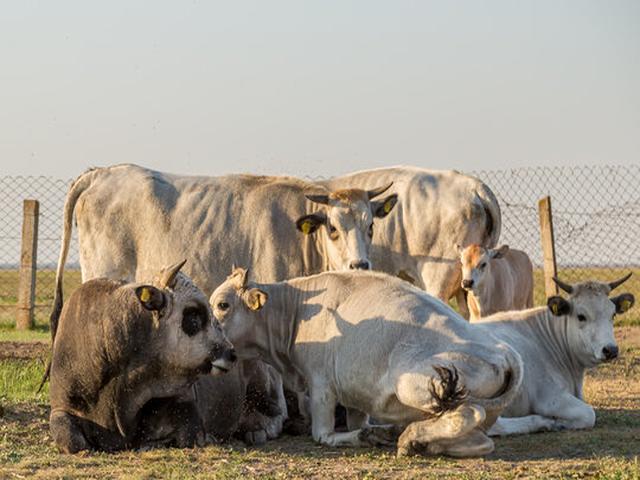 Ukrainian grey cattle