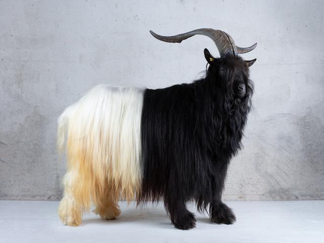 Valais Blackneck goat