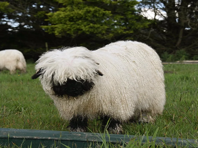 Valais Blacknose sheep