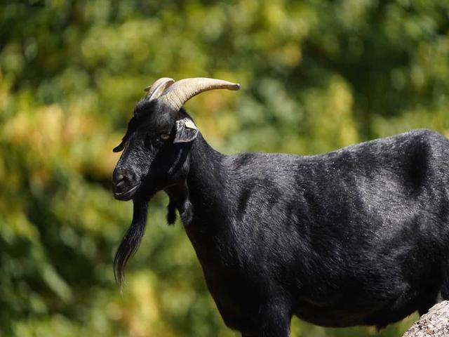 Verata goats