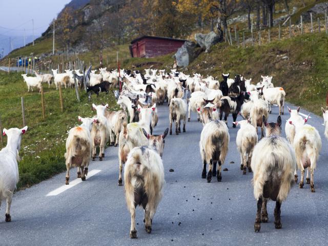 Vestland Goat