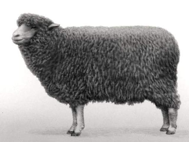 Vyatka sheep