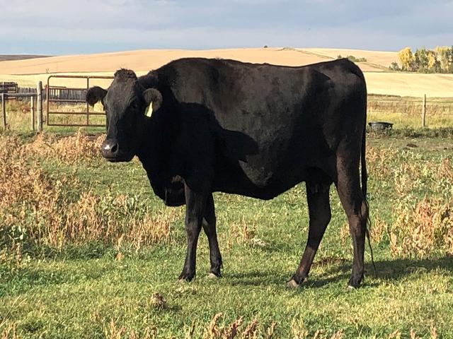 Wagyu