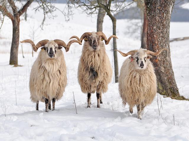 Walachenschaf sheep