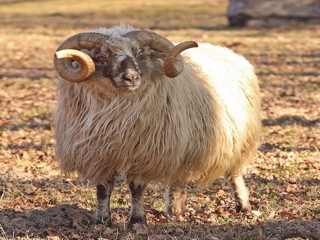Wallachian sheep