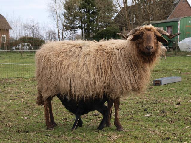 Wallis Country sheep
