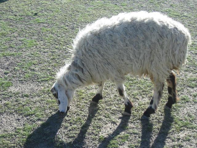 Waziri sheep