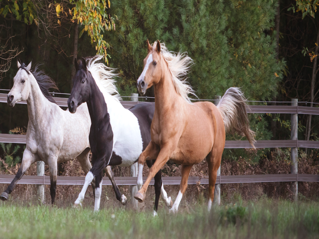 Welara pony