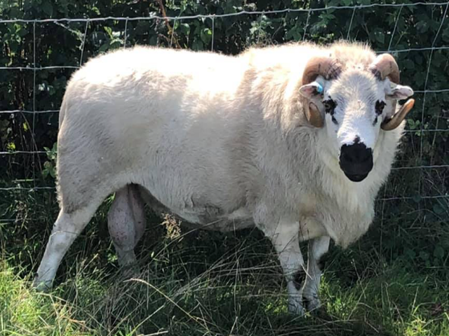Welsh Hill Speckled Face sheep