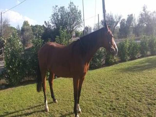 Wielkopolski horse