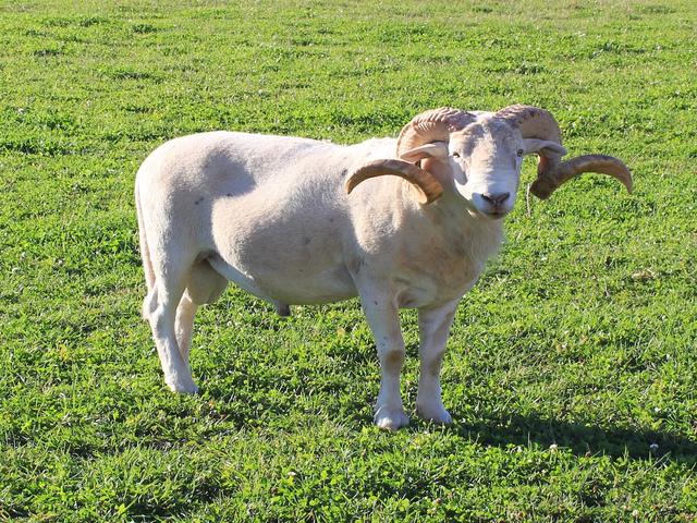 Wiltshire Horn sheep