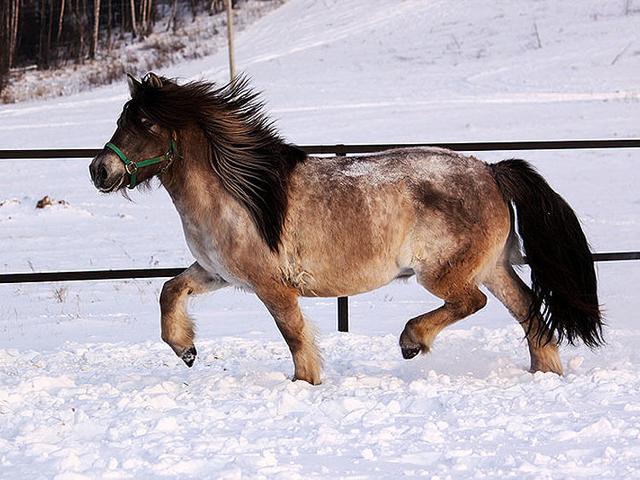 Yakutian horse