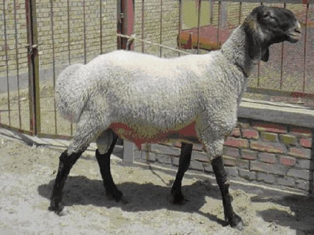 Yecheng sheep