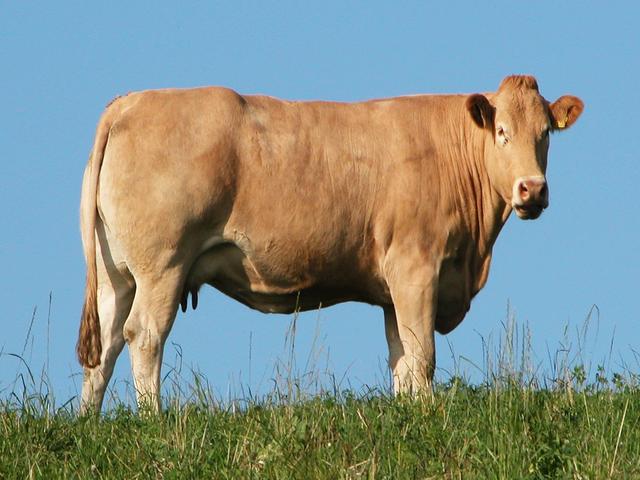 Vaca Yorkshiriana