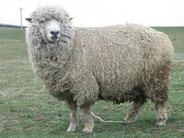 Yunnan semifinewool sheep