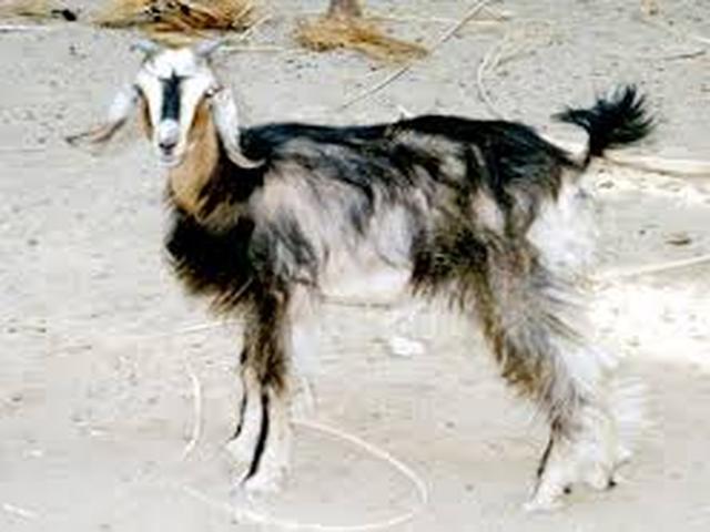 Zaraibi goats