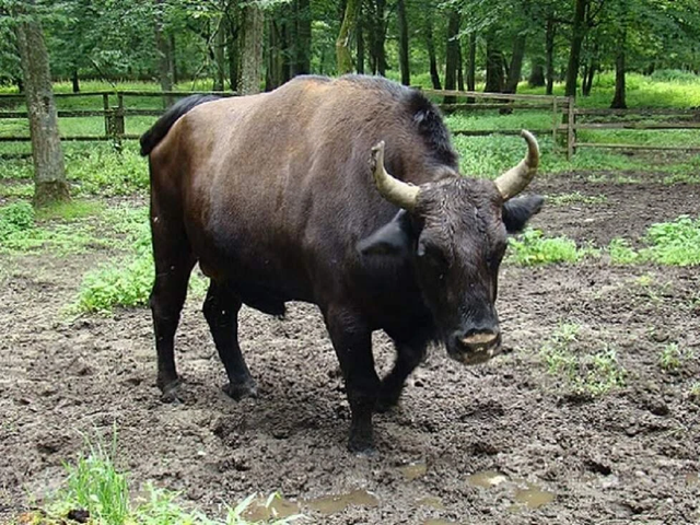 Jubronь