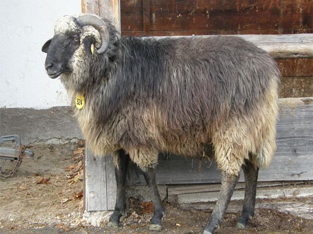 Alpines Steinschaf sheep