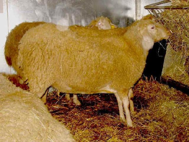 Appeninica sheep
