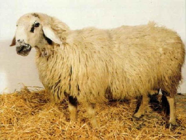 Sicilian Barbaresca sheep