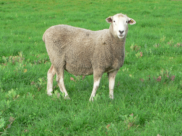 Coopworth sheep