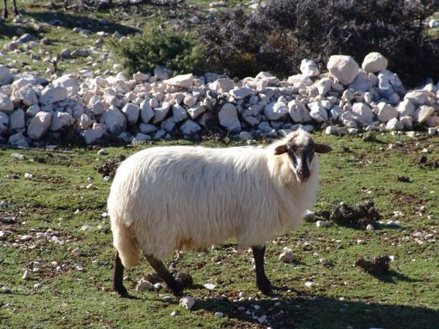 Cres sheep