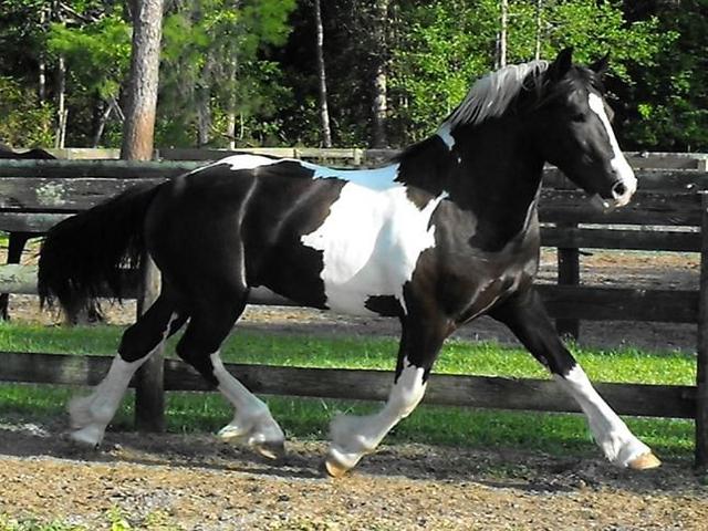 Friesian sport horse
