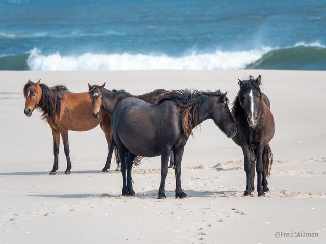 Horses of Sable Island
