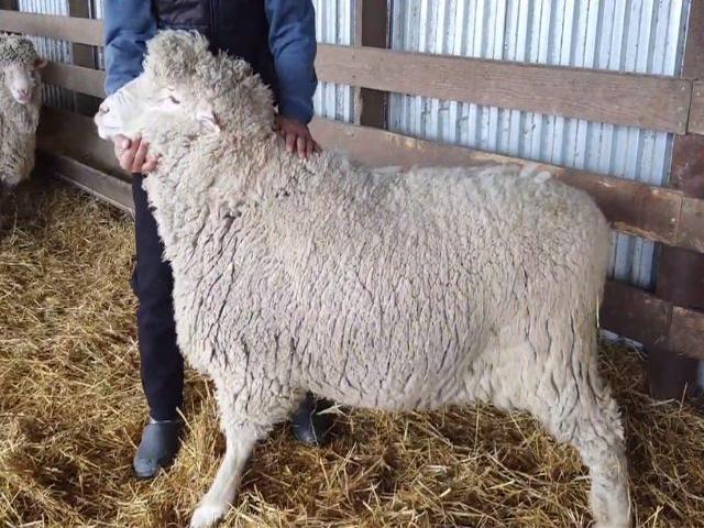 Caucasian sheep