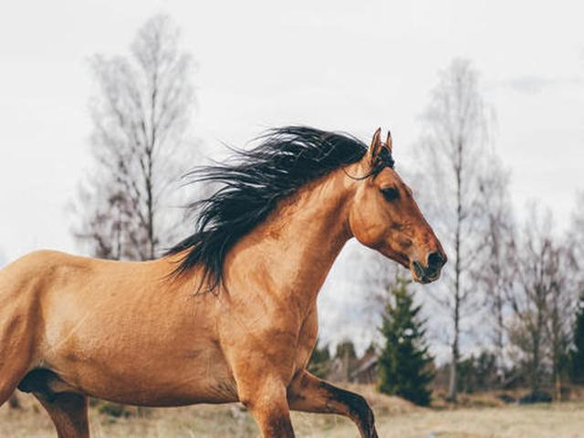 Kiger mustang