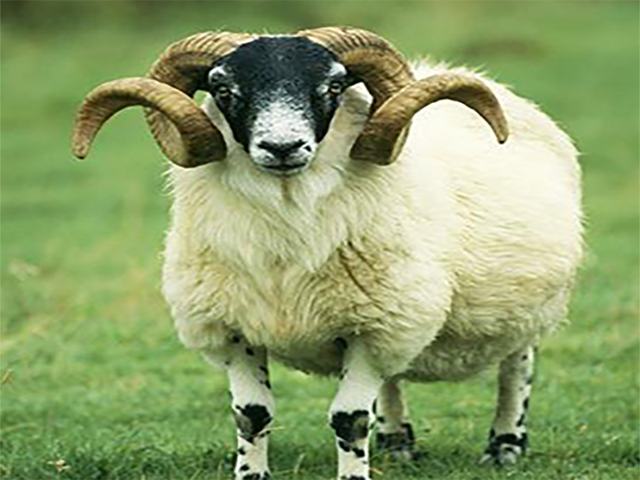 Scottish Blackface sheep