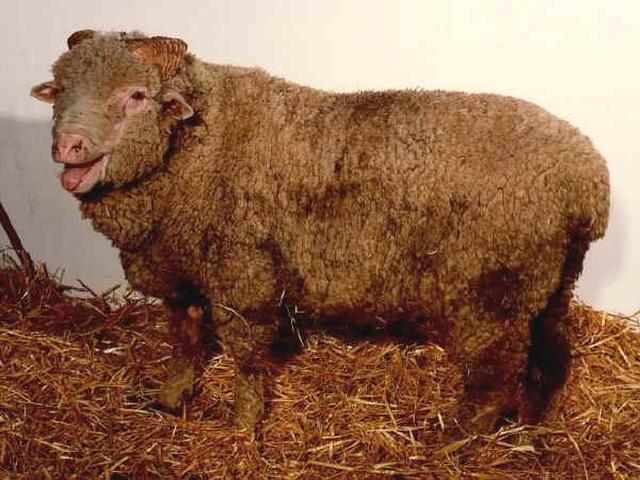 Sopravissana sheep