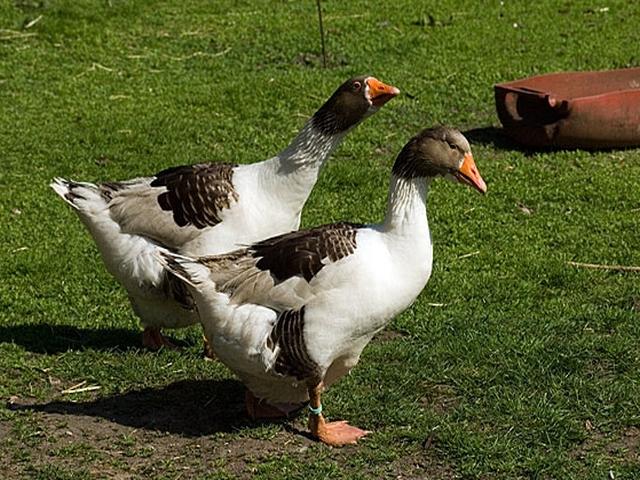 Gâscă daneză gri și gri pătată