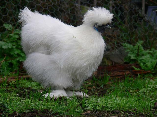 सिल्की