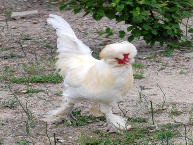 सुल्तान