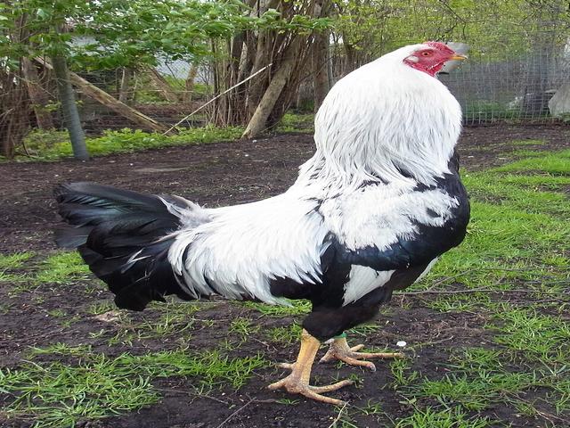 克赖恩科普