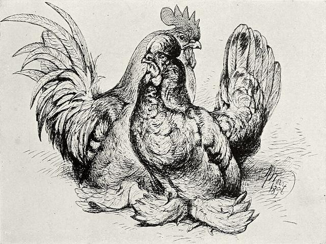 Bantam Birmanez