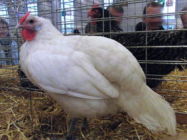 Alsacienne
