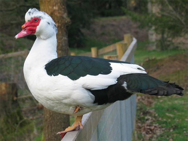 rață domestică Muscovy