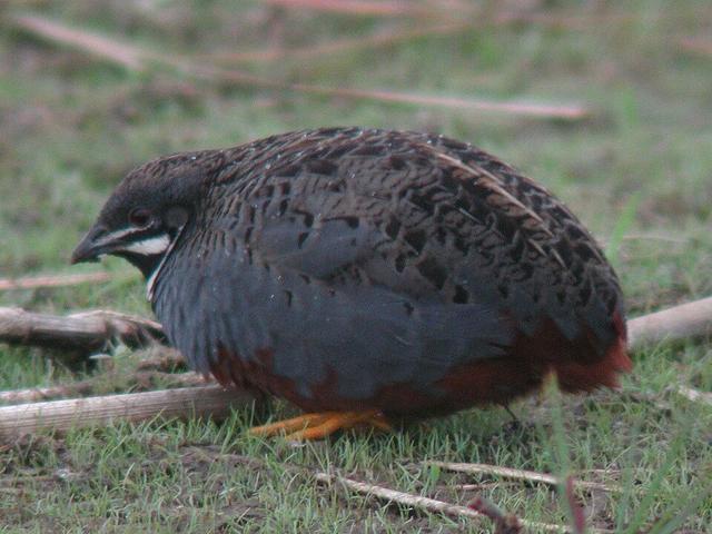 King Quail