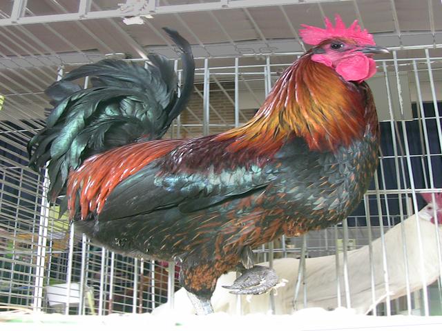 Denizli