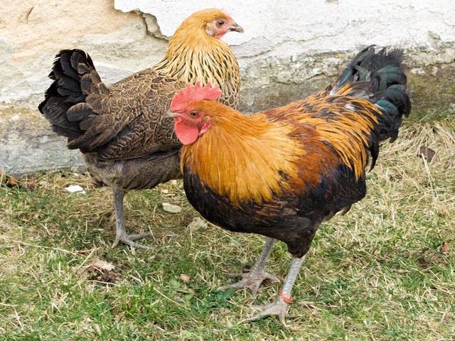găină cehă aurie tărcată