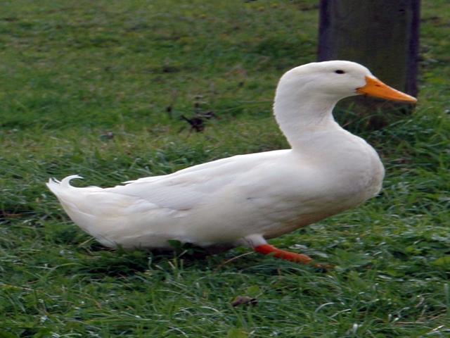 American Pekin