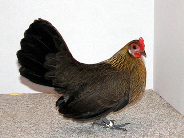 Bantam olandez